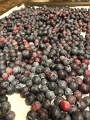 Kids_BlaseFarm_7-2020 (26)